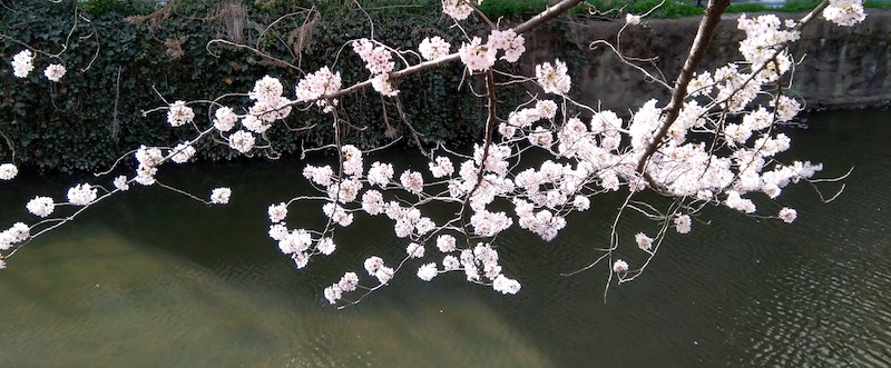 古隅田川の桜