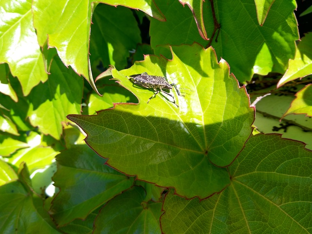 �J�����V